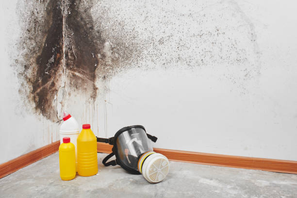 Best Office Mold Removal Services  in Lakeview, CA