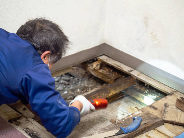 Best Office Mold Removal Services  in Lakeview, CA