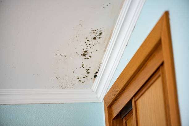 Best Toxic Mold Removal  in Lakeview, CA