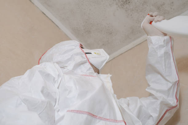 Attic Mold Removal in Lakeview, CA