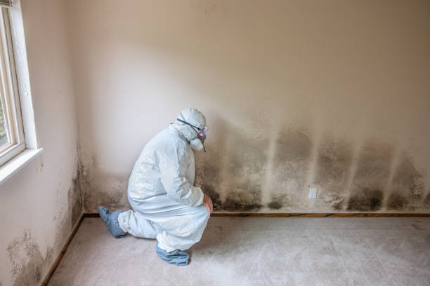 Best Certified Mold Removal  in Lakeview, CA