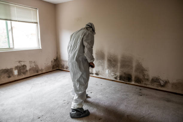 Best Local Mold Removal Service  in Lakeview, CA