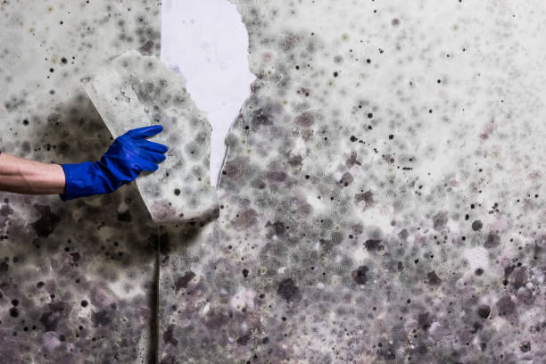 Best Certified Mold Removal  in Lakeview, CA